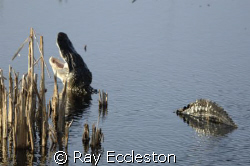 Gator At  Lake Woodruff FL. by Ray Eccleston 